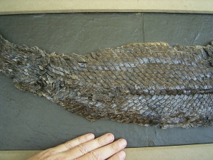 Riesiger Knochenhecht aus der Grube Messel