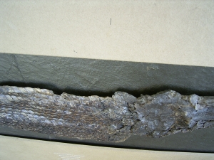 Riesiger Knochenhecht aus der Grube Messel