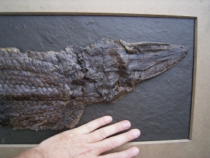 Riesiger Knochenhecht aus der Grube Messel