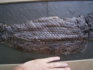 Riesiger Knochenhecht aus der Grube Messel