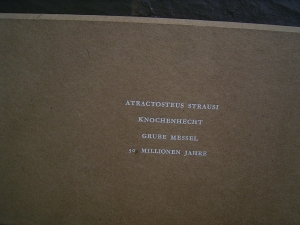 Riesiger Knochenhecht aus der Grube Messel