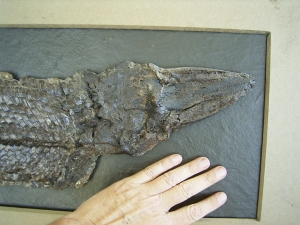 Riesiger Knochenhecht aus der Grube Messel