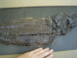 Riesiger Knochenhecht aus der Grube Messel