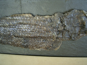 Riesiger Knochenhecht aus der Grube Messel