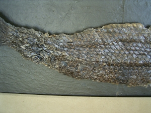 Riesiger Knochenhecht aus der Grube Messel