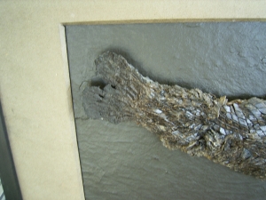 Riesiger Knochenhecht aus der Grube Messel