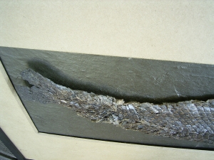 Riesiger Knochenhecht aus der Grube Messel