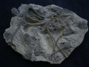 Seelilienplatte Glyptocrinus dyeri