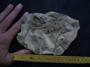 Seelilienplatte Glyptocrinus dyeri