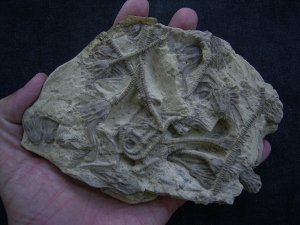 Seelilienplatte Glyptocrinus dyeri