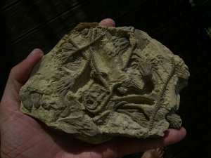 Seelilienplatte Glyptocrinus dyeri