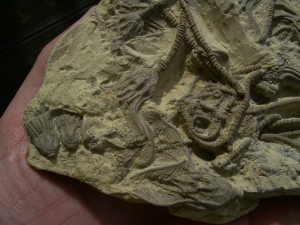 Seelilienplatte Glyptocrinus dyeri