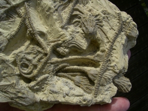 Seelilienplatte Glyptocrinus dyeri