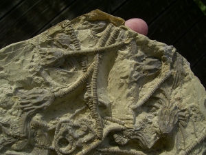 Seelilienplatte Glyptocrinus dyeri