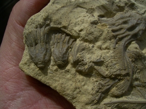 Seelilienplatte Glyptocrinus dyeri