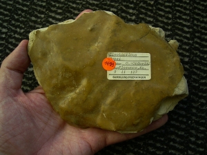 Seelilienplatte Glyptocrinus dyeri