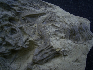 Seelilienplatte Glyptocrinus dyeri
