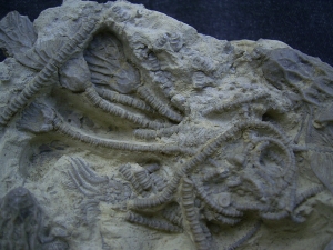 Seelilienplatte Glyptocrinus dyeri