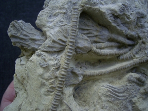 Seelilienplatte Glyptocrinus dyeri