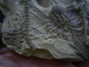 Seelilienplatte Glyptocrinus dyeri