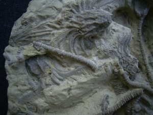 Seelilienplatte Glyptocrinus dyeri