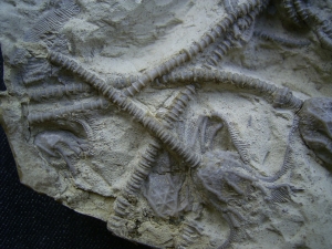 Seelilienplatte Glyptocrinus dyeri