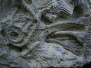 Seelilienplatte Glyptocrinus dyeri