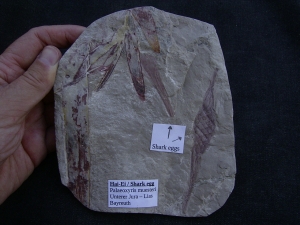 Haifisch Eier aus dem Unterjura