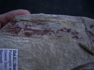 Haifisch Eier aus dem Unterjura