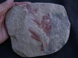 Haifisch Eier aus dem Unterjura