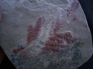 Haifisch Eier aus dem Unterjura