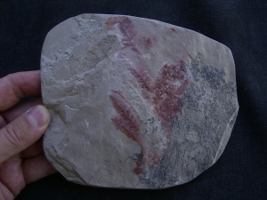 Haifisch Eier aus dem Unterjura