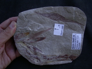 Haifisch Eier aus dem Unterjura