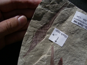 Haifisch Eier aus dem Unterjura