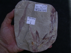 Haifisch Eier aus dem Unterjura