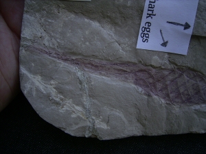 Haifisch Eier aus dem Unterjura