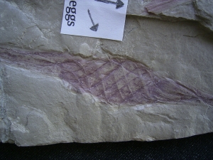 Haifisch Eier aus dem Unterjura