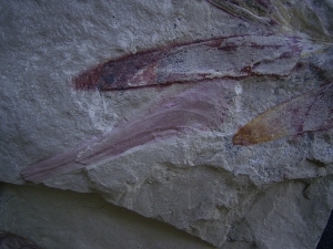 Haifisch Eier aus dem Unterjura