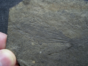 Birkenia, Kieferloser Silur-Fisch