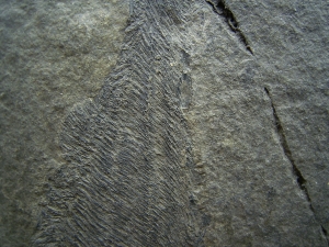 Birkenia, Kieferloser Silur-Fisch