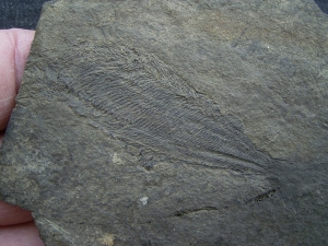Birkenia, Kieferloser Silur-Fisch