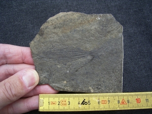 Birkenia, Kieferloser Silur-Fisch