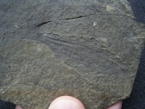 Birkenia, Kieferloser Silur-Fisch