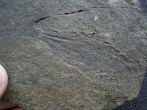 Birkenia, Kieferloser Silur-Fisch