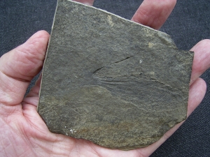 Birkenia, Kieferloser Silur-Fisch