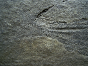 Birkenia, Kieferloser Silur-Fisch