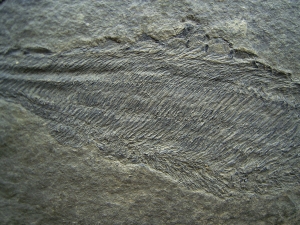 Birkenia, Kieferloser Silur-Fisch