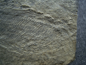 Birkenia, Kieferloser Silur-Fisch