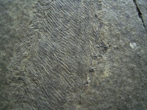Birkenia, Kieferloser Silur-Fisch