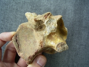 Carcharodontosaurus vertebra